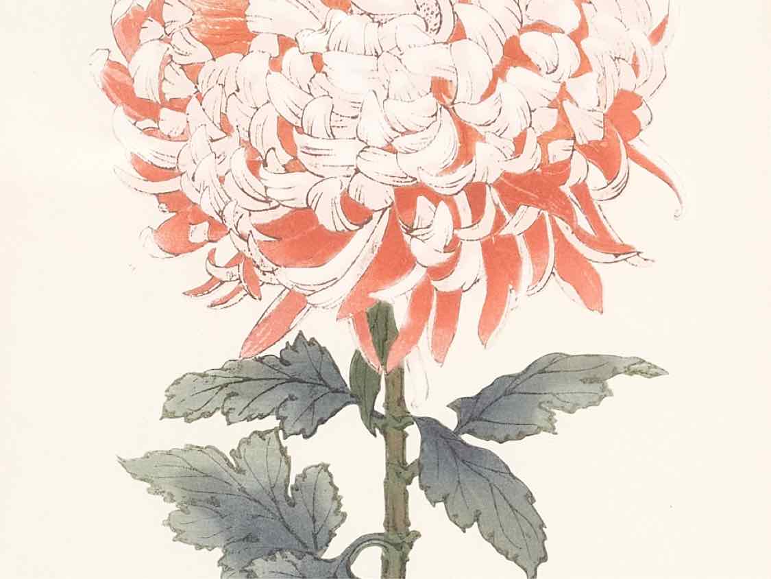 Framed Giclee:  "Asian Coral & White Flowers I"