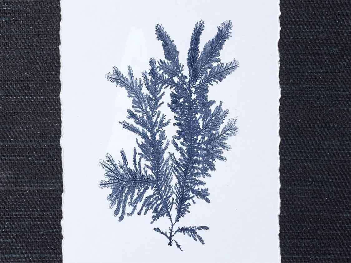 Coral Art Print On Grasscloth Driftwood Finish Frame IIr