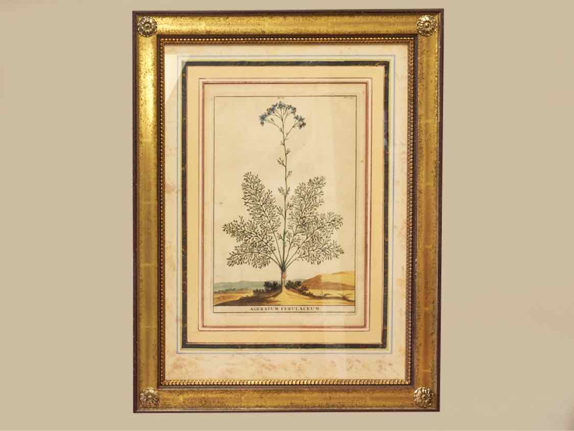 Gold Leaf Framed Print 'Ageratum Ferulaceum'