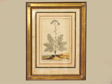 Gold Leaf Framed Print 'Ageratum Ferulaceum'
