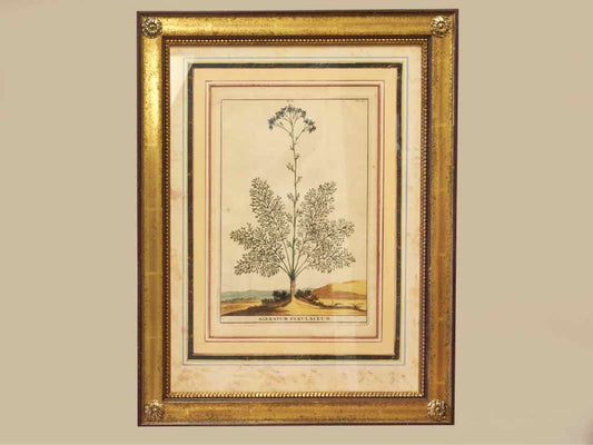 Gold Leaf Framed Print 'Ageratum Ferulaceum'