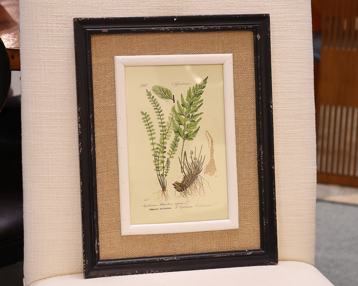 Framed Fern Print II in Black Frame