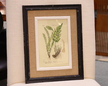 Framed Fern Print II in Black Frame