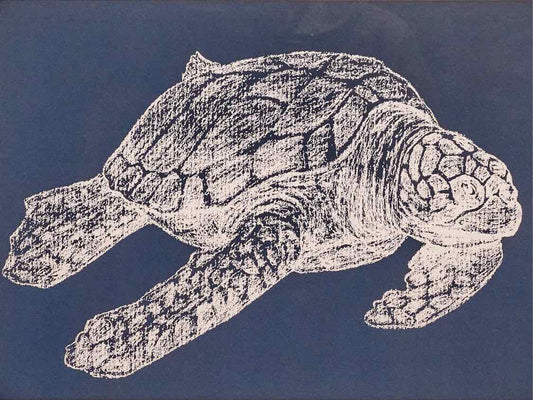 Sea Turtle Print Double Matted Under Glass In Black Frame