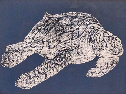 Sea Turtle Print Double Matted Under Glass In Black Frame