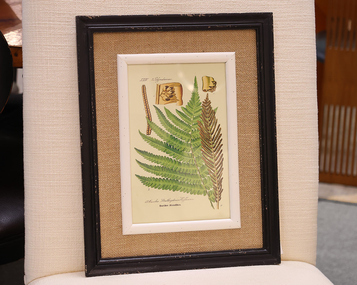 Framed Fern Print I in Black Frame