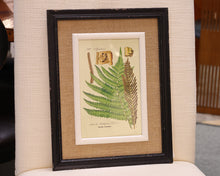 Framed Fern Print I in Black Frame