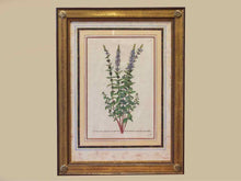 Gold Leaf Framed Print 'Lysimachia Spicata'