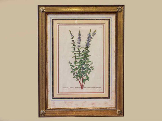 Gold Leaf Framed Print 'Lysimachia Spicata'