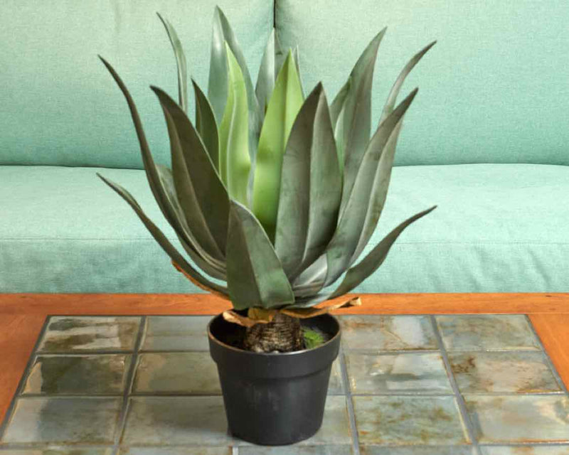 Large Succulent 'Agave" In Black Plant Pot