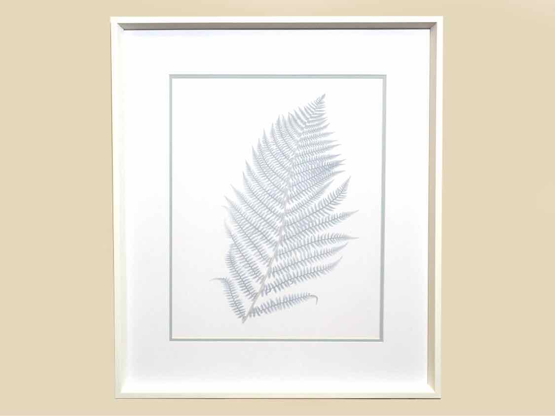 Framed Giclee: "Stillwater Ferns I"