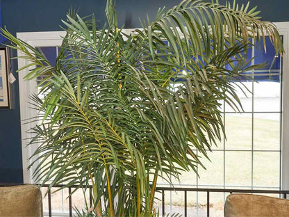 Silk Areca Palm with Aglaonema & Needle Point Ivy