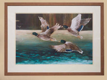Framed Giclee 'Mallard Flight'
