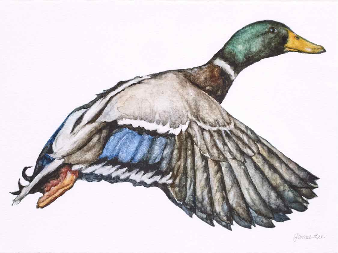 'Mallard 1' Art Print in Patina Frame