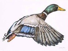 'Mallard 1' Art Print in Patina Frame