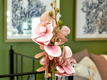 Boca Blush Orchid In Textured Pot Decor