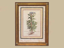 Gold Leaf Framed Print 'Gnaphalium Americanum'