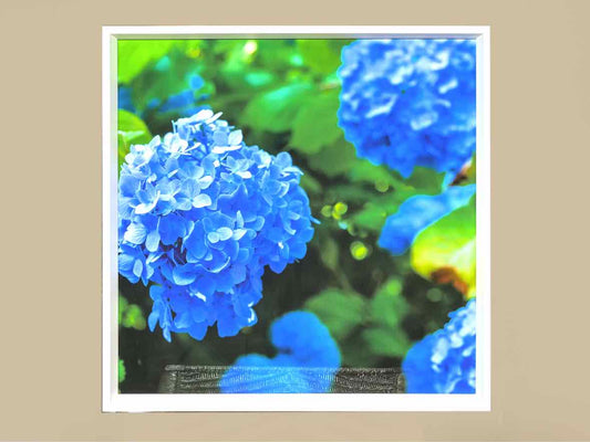 Framed Giclee 'Kate's Hydrangea II'