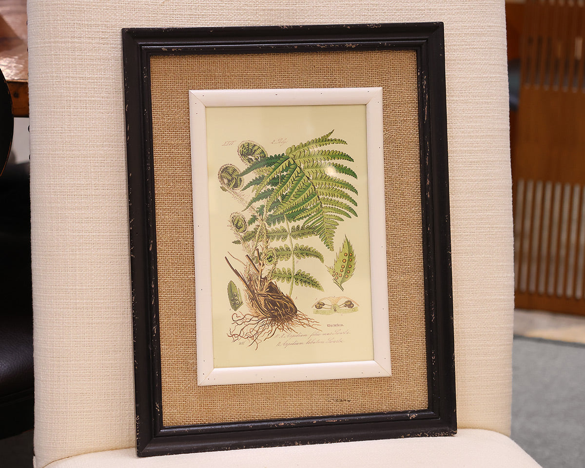 Framed Fern Print III in Black Frame