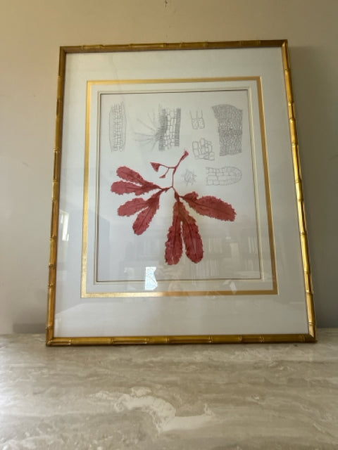 'Coral Study I' 2/2 Framed Print