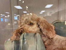 'Canine Portrait' Wall Decor