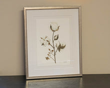 'Cotton 2' Framed Print