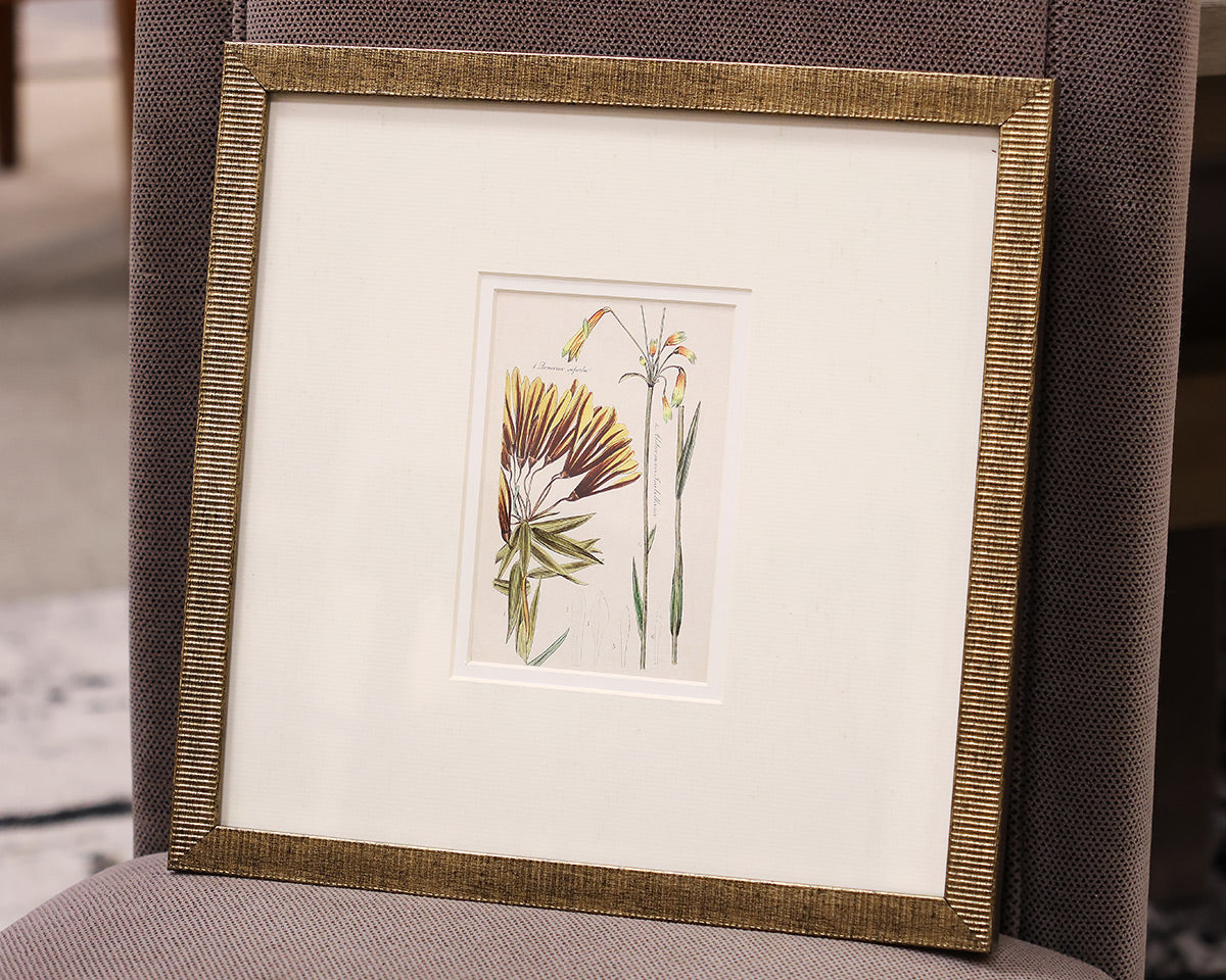 "Antique Botanical I B" Matted Print in Distressed Antique Gold Frame