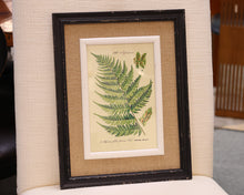 Framed Fern Print V in Black Frame