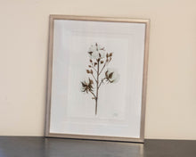 'Cotton 1' Framed Print