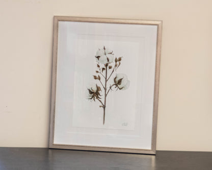 'Cotton 1' Framed Print