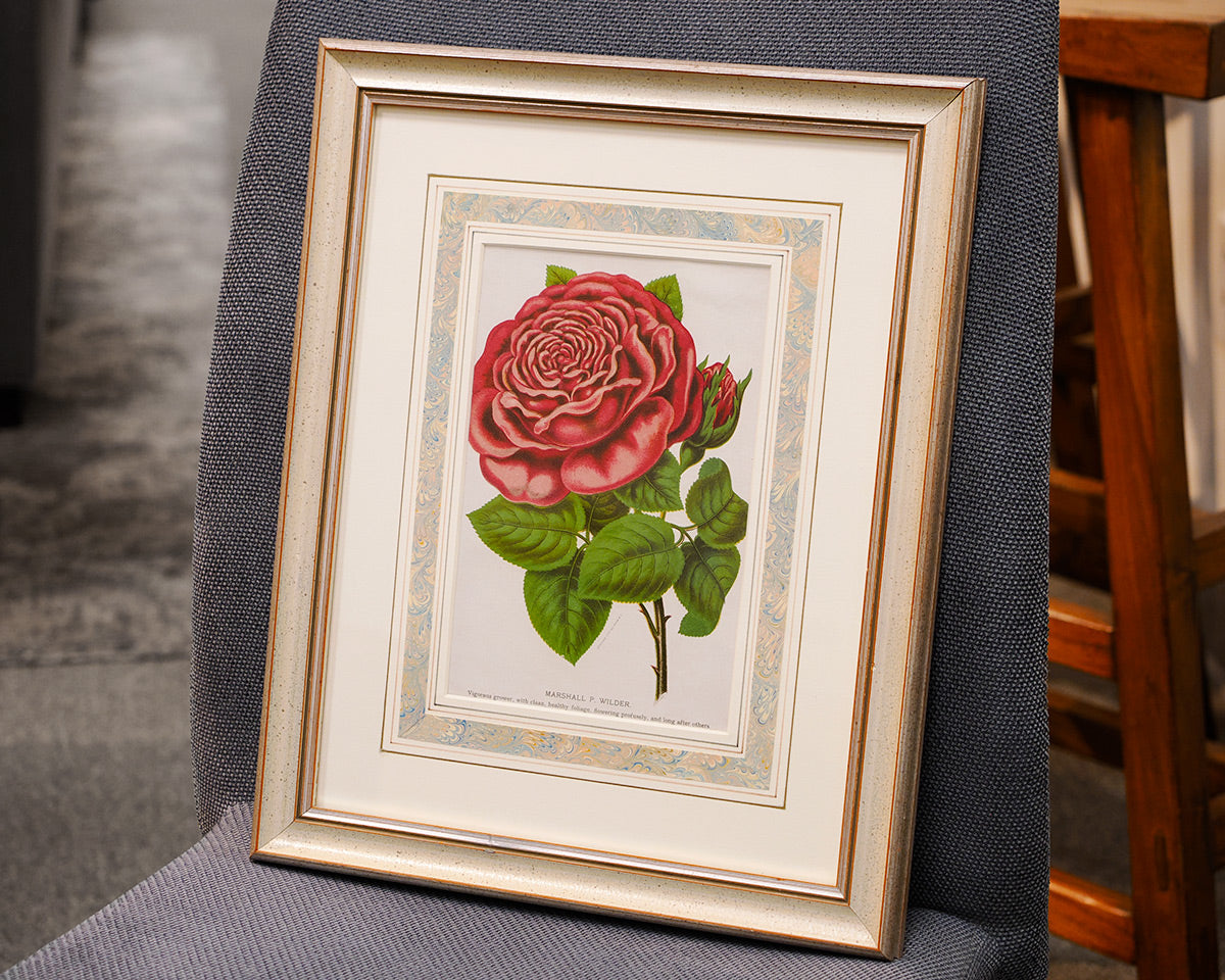 Rose Botanical by Stecher