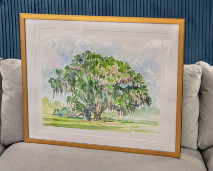 'Live Oak' Framed Print
