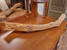 Dried Sea Sponge Decor