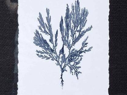 Coral Art Print On Grasscloth Driftwwod Finish  Frame I