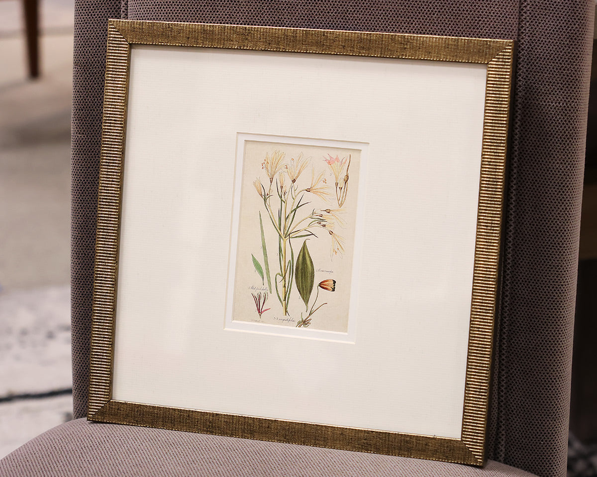 "Antique Botanical I A" Matted Print in Distressed Antique Gold Frame