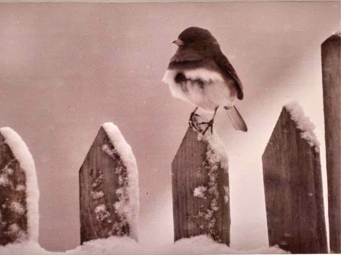 'Dark Eyed Junco' Sparrow On Picket Fence Photo  Espresso Finish Frame