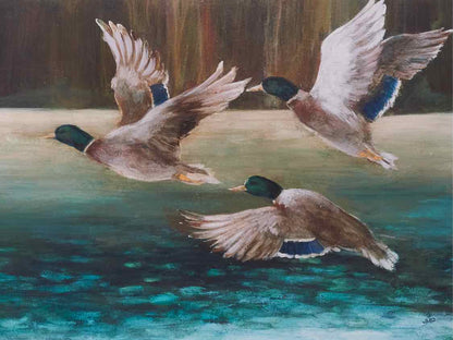 Framed Giclee 'Mallard Flight'