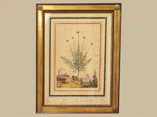 Gold Leaf Framed Print 'Abratonum Foemina'