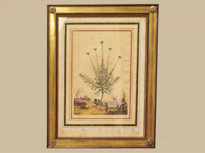 Gold Leaf Framed Print 'Abratonum Foemina'