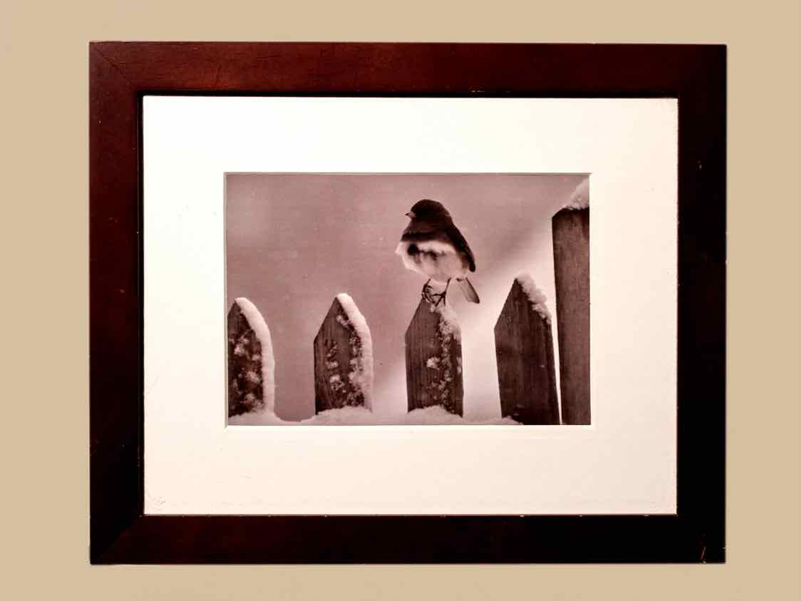 'Dark Eyed Junco' Sparrow On Picket Fence Photo  Espresso Finish Frame