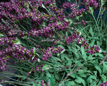 Rustic Potted Lavenders