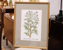 "Botanical Plants II" Premium Matted Print in Distressed Gold Frame