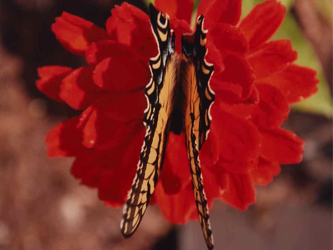 'Butterfly On a Zennia' Kim Cetrine Photograph Black Finish Frame