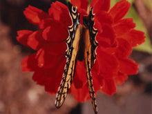 'Butterfly On a Zennia' Kim Cetrine Photograph Black Finish Frame