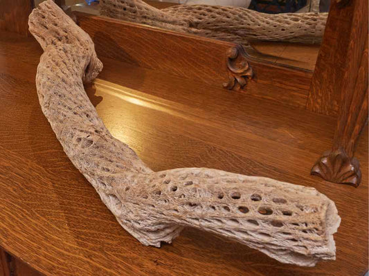 Dried Sea Sponge Decor