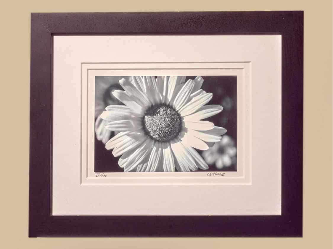 Black & White Photograph 'Daisy' By Kim Cetrine In Black Frame