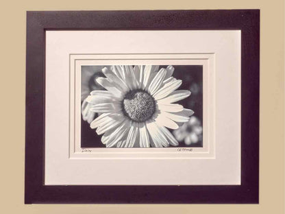 Black & White Photograph 'Daisy' By Kim Cetrine In Black Frame