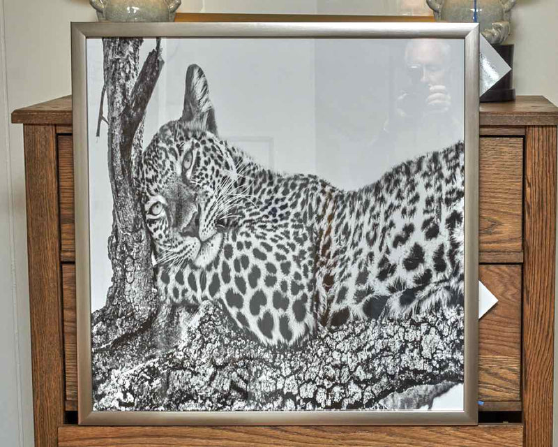 'Time To Rest' Black & White Photograph Leopard In  Matt Silver Frame