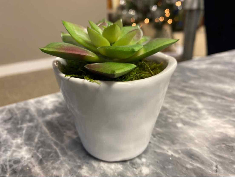 Low Succulent in White Pot III