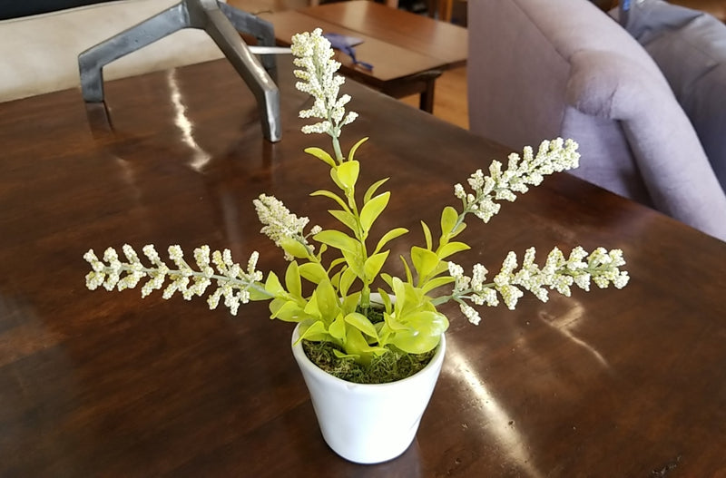 Tall Succulent in White Pot II